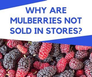 why are mulberries not in store.